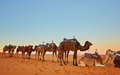 Immerse Yourself in the 3-Day Desert Marrakech To Chegaga Dunes Quest